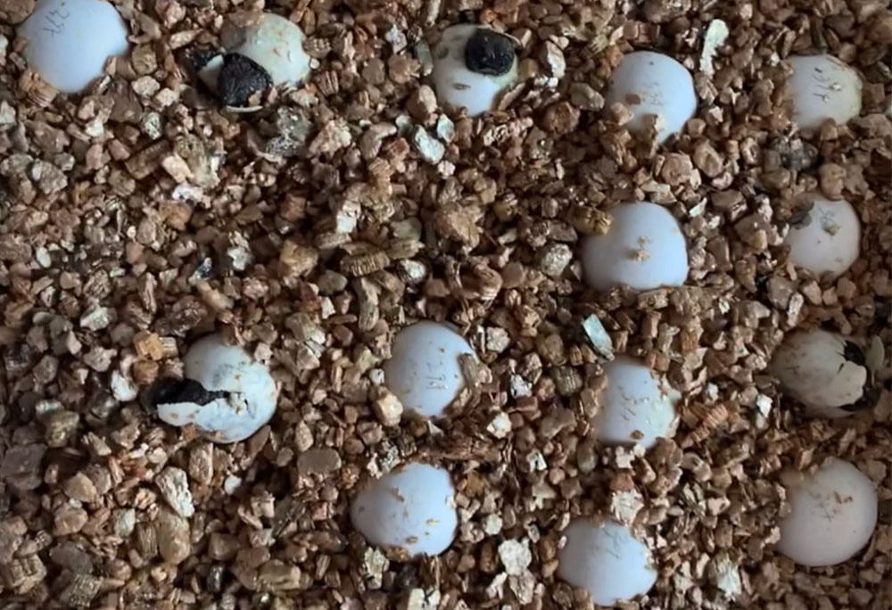 龟蛋孵化蛭石